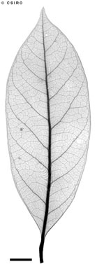 APII jpeg image of Endiandra dichrophylla  © contact APII