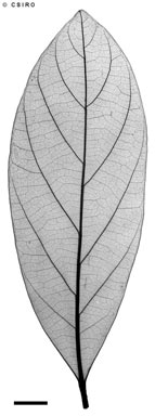 APII jpeg image of Cryptocarya leucophylla  © contact APII