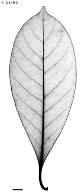 APII jpeg image of Fagraea cambagei  © contact APII