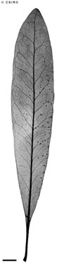 APII jpeg image of Placospermum coriaceum  © contact APII