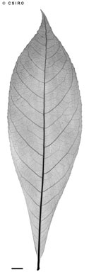 APII jpeg image of Barringtonia racemosa  © contact APII