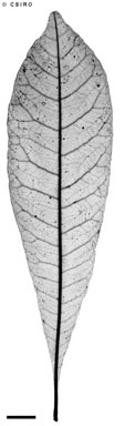 APII jpeg image of Buchanania arborescens  © contact APII