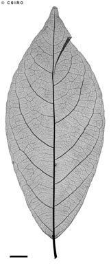 APII jpeg image of Rinorea bengalensis  © contact APII
