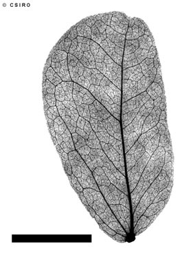 APII jpeg image of Cathormion umbellatum subsp. moniliforme  © contact APII