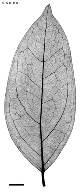 APII jpeg image of Steganthera cooperorum  © contact APII