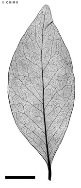 APII jpeg image of Pleurostylia opposita  © contact APII