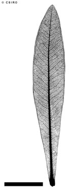 APII jpeg image of Xanthostemon verticillatus  © contact APII