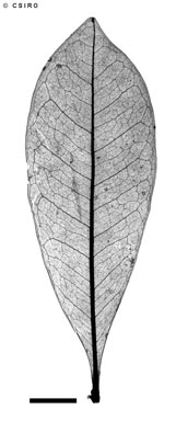 APII jpeg image of Sarcotoechia cuneata  © contact APII