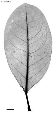 APII jpeg image of Fagraea berteroana  © contact APII