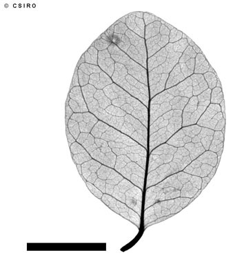 APII jpeg image of Planchonella pubescens  © contact APII