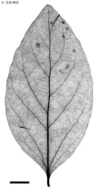 APII jpeg image of Flacourtia sp. Shiptons Flat (L.W.Jessup + GJ.D3200)  © contact APII