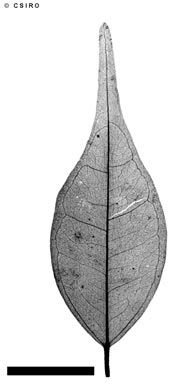 APII jpeg image of Uromyrtus tenella  © contact APII