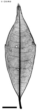 APII jpeg image of Polyosma rigidiuscula  © contact APII