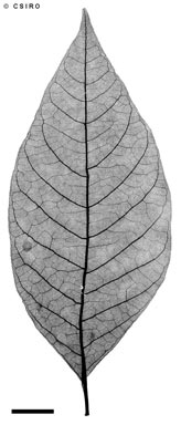 APII jpeg image of Wrightia pubescens subsp. penicillata  © contact APII