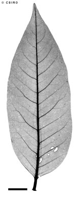 APII jpeg image of Dysoxylum latifolium  © contact APII