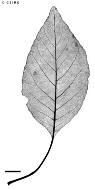 APII jpeg image of Terminalia petiolaris  © contact APII