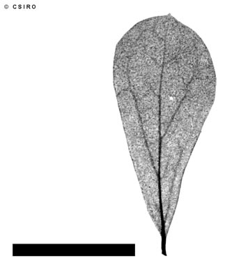 APII jpeg image of Pittosporum spinescens  © contact APII