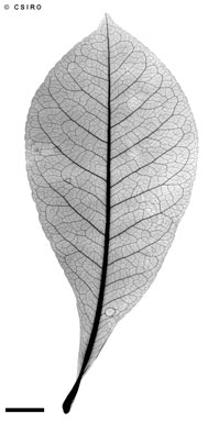 APII jpeg image of Planchonia rupestris  © contact APII