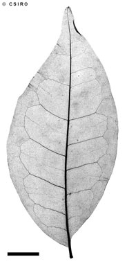APII jpeg image of Melicope broadbentiana  © contact APII