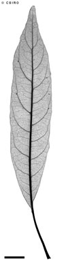 APII jpeg image of Terminalia erythrocarpa  © contact APII