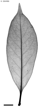 APII jpeg image of Fagraea fagraeacea  © contact APII