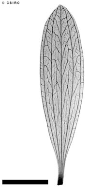 APII jpeg image of Neofabricia myrtifolia  © contact APII