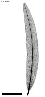 APII jpeg image of Backhousia angustifolia  © contact APII