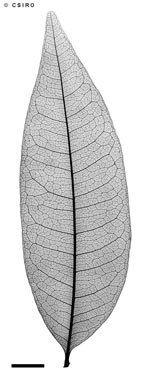 APII jpeg image of Alectryon reticulatus  © contact APII