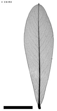 APII jpeg image of Pimelea latifolia subsp. latifolia  © contact APII