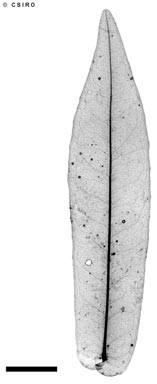 APII jpeg image of Tetrardisia bifaria  © contact APII