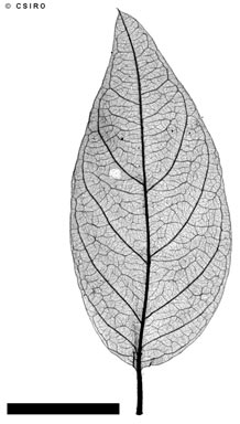 APII jpeg image of Antirhea ovatifolia  © contact APII