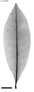 APII jpeg image of Psychotria dallachiana  © contact APII
