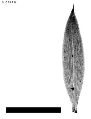 APII jpeg image of Leucopogon ruscifolius  © contact APII