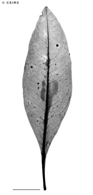 APII jpeg image of Dodonaea lanceolata var. lanceolata  © contact APII