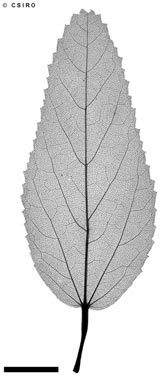 APII jpeg image of Melhania oblongifolia  © contact APII