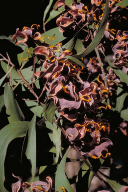 APII jpeg image of Acacia auriculiformis  © contact APII