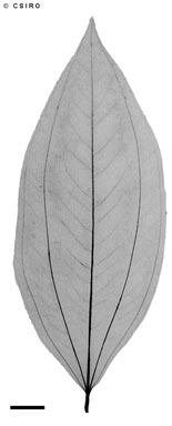 APII jpeg image of Tristemma mauritianum  © contact APII