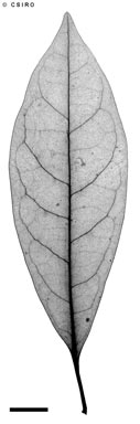 APII jpeg image of Coelospermum  purpureum  © contact APII