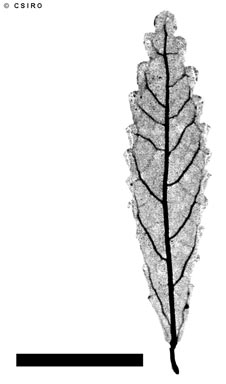 APII jpeg image of Acalypha eremorum  © contact APII