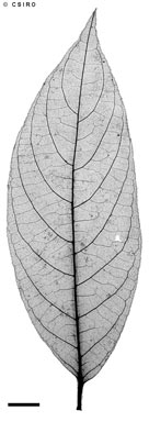 APII jpeg image of Lasianthus cyanocarpus  © contact APII