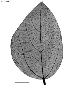 APII jpeg image of Cajanus reticulatus  © contact APII