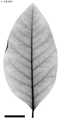 APII jpeg image of Crotalaria laburnifolia  © contact APII