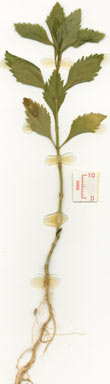 APII jpeg image of Scoparia dulcis  © contact APII