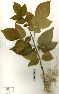 APII jpeg image of Ailanthus integrifolia subsp. integrifolia  © contact APII