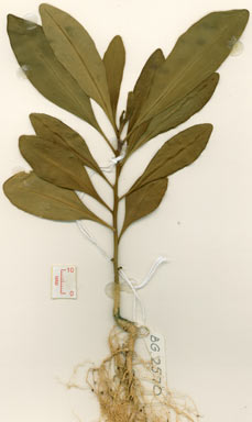 APII jpeg image of Duboisia myoporoides  © contact APII