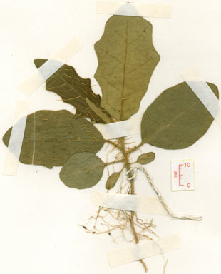 APII jpeg image of Solanum parvifolium subsp. tropicum  © contact APII