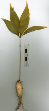 APII jpeg image of Bowenia spectabilis  © contact APII