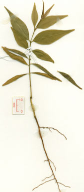 APII jpeg image of Phaleria biflora (C.T.White) Herber  © contact APII