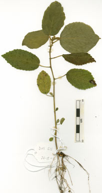 APII jpeg image of Trichospermum pleiostigma  © contact APII