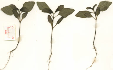 APII jpeg image of Vitex trifolia var. trifolia  © contact APII